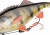 Приманка Savage Gear 4D Perch Shad Slow Sink 12.5cm 23gr 01-Perch